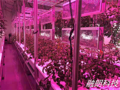 植物种植净化室